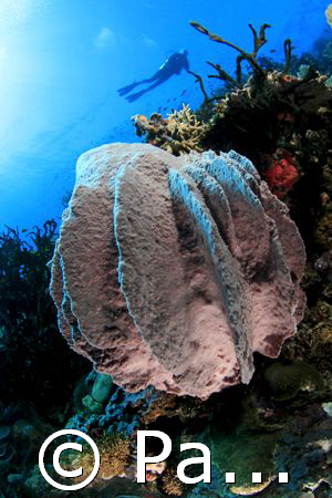 Sponge with Diver taken with Canon 400D/Hugyfot by Patrick Neumann 