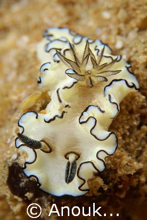 Glossodoris atromarginata. by Anouk Houben 