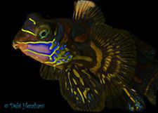 "Fancy Dress" Not your typical Mandarinfish :o) by Debi Henshaw 
