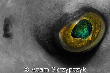 Starry eyes.  Close up of a puffer fish. by Adam Skrzypczyk 
