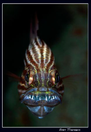 Daddy Large toothed cardinalfish incubate the eggs in his... by Sven Tramaux 