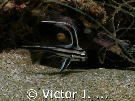 juvenile highhat at crash boat dive site in aguadilla, PU... by Victor J. Lasanta 