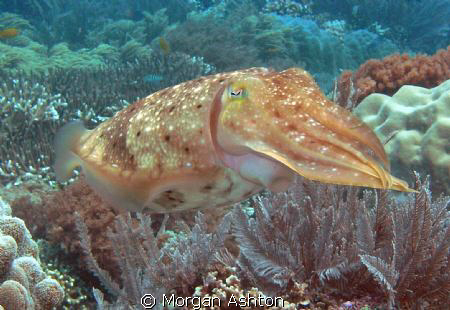 A cuttlefish off Bunaken Island, Sulawesi. by Morgan Ashton 