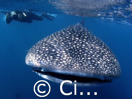 it does not seems but have to swim fast with this wonderf... by Cipriano (ripli) Gonzalez 