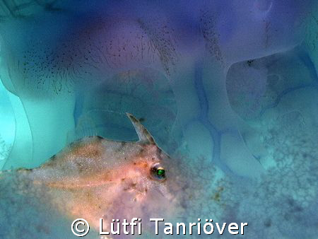 Hello...
A shot from Thailand...
This small file fish w... by Lütfi Tanrıöver 