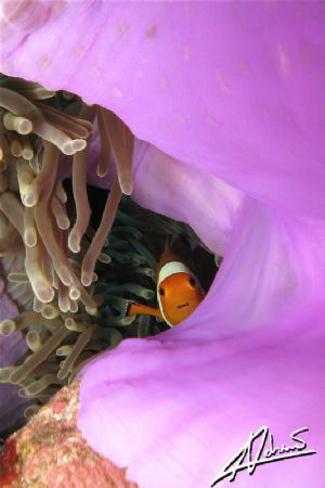 No, I'm NOT Nemo and I can assure you: I don't need to be... by Adriano Trapani 