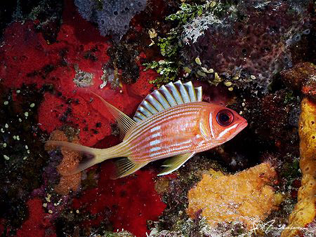 This image of a Squirrelfish was taken in 2006 in Cozumel... by Steven Anderson 