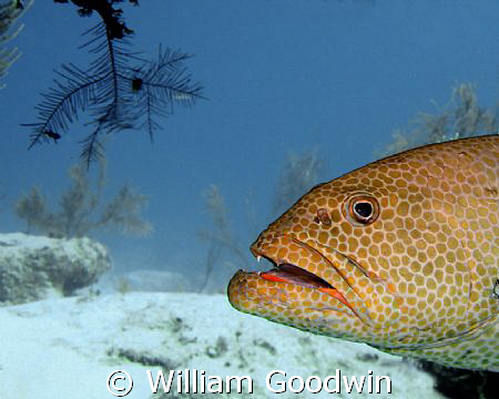 This tough guy was really a pussy cat... Cayman Brac 40 fsw by William Goodwin 