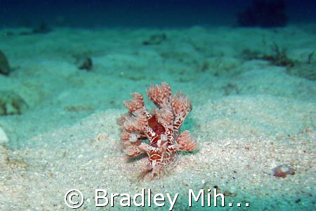 Nudibranch off the island of Malapasua in the philippines by Bradley Mihelich 