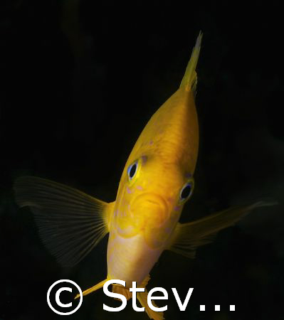 Hello Damsel.. by Steve De Neef 