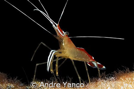 Yet another macro subject from the waters of Mabul. Usual... by Andre Yanco 