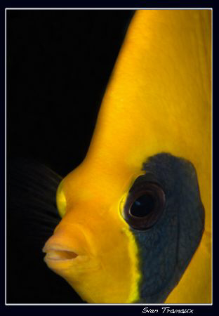 golden butterflyfish (Chaetodon semilarvatus) by Sven Tramaux 