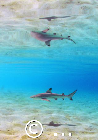 Reflected:Baby shark
Nikon D200. 10,5mm, nostrobo
Alima... by Marchione Giacomo 