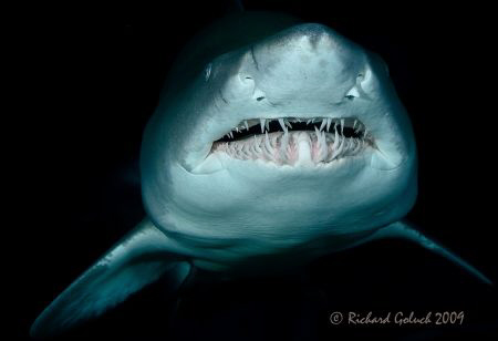 I just couldn't resist to try my new Canon 5D MKII and Aq... by Richard Goluch 