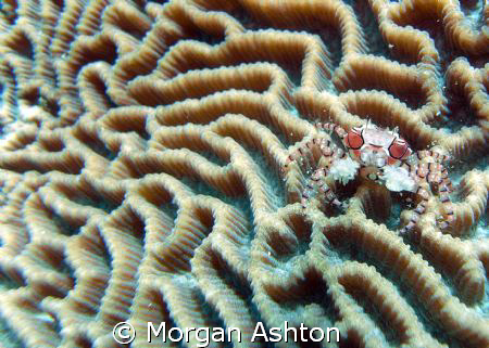 Boxing crab in Bunaken National Park, Sulawesi. Taken wit... by Morgan Ashton 