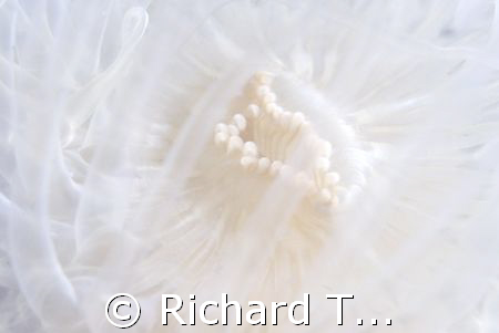 Anemone in the mist by Richard Ten Brinke 