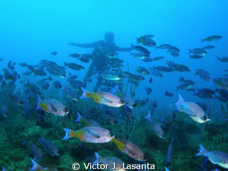school of creole wrasse at los arcos 2 dive site in pargu... by Victor J. Lasanta 
