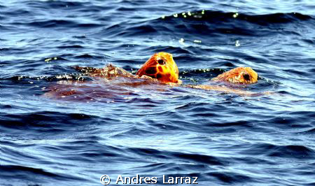 LEATHERBACKS MATING by Andres Larraz 