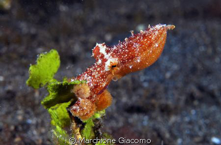 Blu ring new species. Nikon D200, 60 micro, twin strobo
... by Marchione Giacomo 