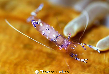 found in Lembeh; D200 by Thomas Lueken 