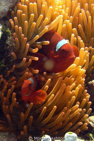 Tomato anemonefish near Siladen Island in Bunaken, Taken ... by Morgan Ashton 