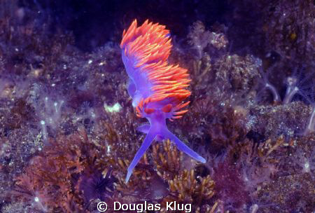 A spanish shawl nudibranch at Anacapa Island.  Shot with ... by Douglas Klug 