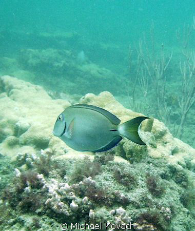 Doctor fish on the Inside Reef at Lauderdale by the Sea by Michael Kovach 