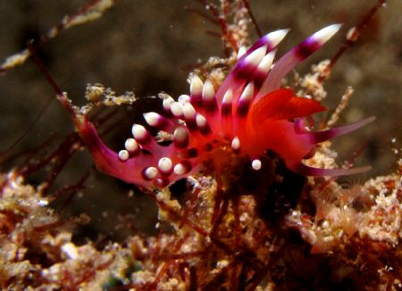 Nudi... by Bernard Maglana 