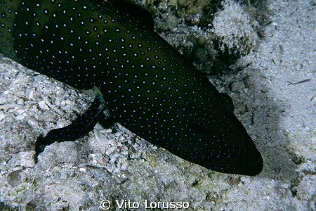Fishs by Vito Lorusso 