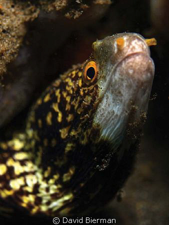 Snowflake Eel from (what remains of) the Ducomi Pier by David Bierman 