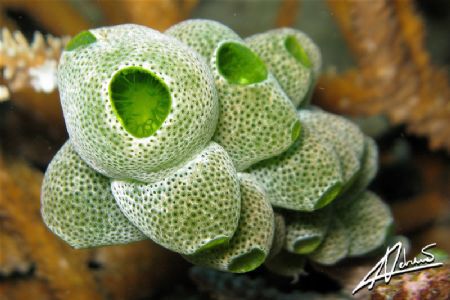 robust sea squirt, Island 9 reef Similan national park by Adriano Trapani 
