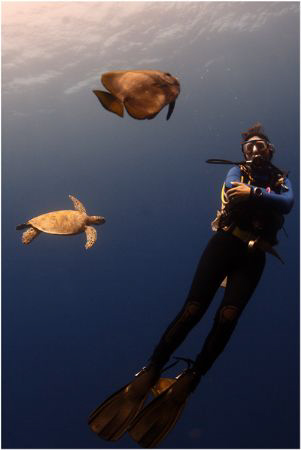 Trio of diver green turtle and batfish. by Michel De Ruyck 