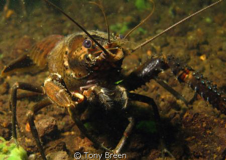 Koura, freshwater cray. Agro bugger attacked me. by Tony Breen 