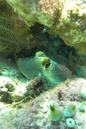 Blue Spotted Stingray wondering what I'm up to at Bangka ... by Morgan Ashton 