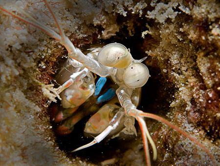 Baby Manthis Shrimp.... by Tunc Yavuzdogan 