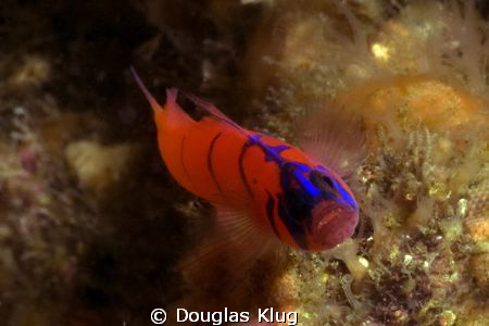 Nemesis.  The infamous blue-banded goby... they never hol... by Douglas Klug 