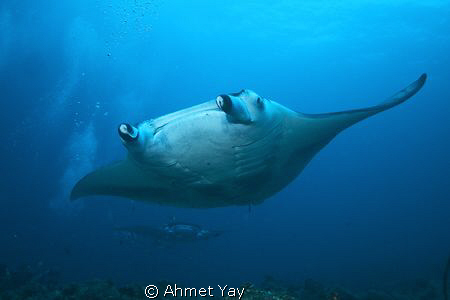 MANTA POINT - MALE ATOL - MALDIVES by Ahmet Yay 