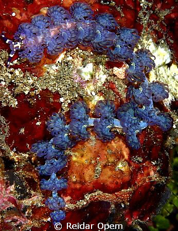 Anyone who know this species? I and the critter has somet... by Reidar Opem 