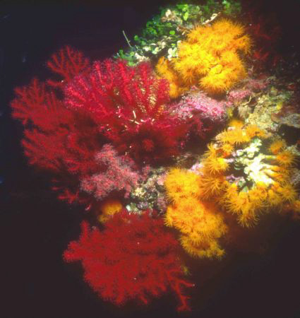 Red & Yellow. Red gorgonian (Paramuricea clavata) and yel... by Alberto Romeo 
