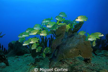 School against the current. by Miguel Cortes 