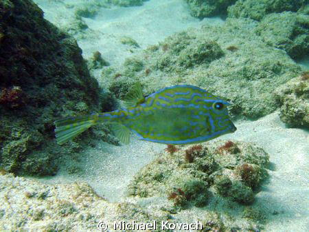 Cow fish on the Inside Reef at Lauderdale by the Sea. by Michael Kovach 
