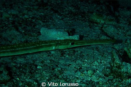Fishs by Vito Lorusso 