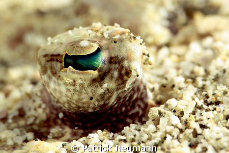 Flunder Eye, no crop ... by Patrick Neumann 