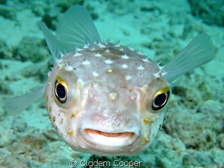 Yellow spotted burry by Cigdem Cooper 