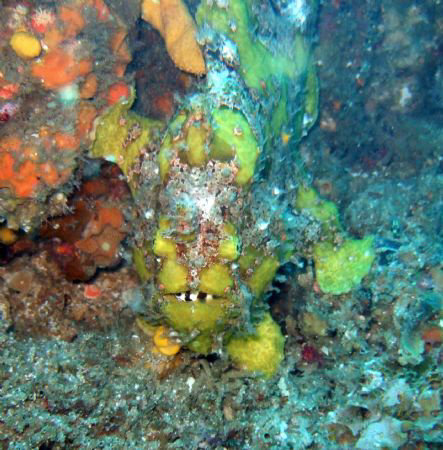 frog fish by Kenneth Hicks 