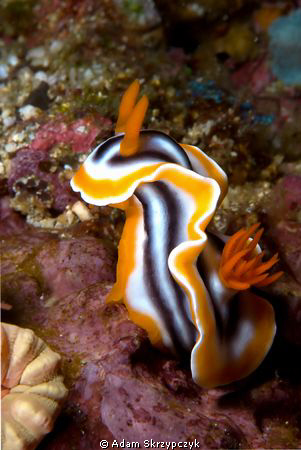 Poser nudi by Adam Skrzypczyk 