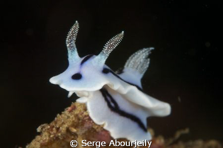 Taken in Lembeh Strait w. EF 100mm & 1,5 Tele by Serge Abourjeily 