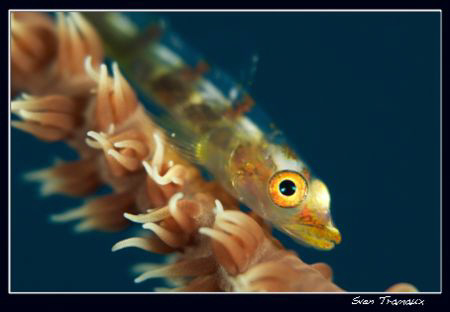 Whip coral goby (105 +3T) by Sven Tramaux 
