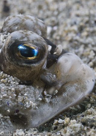 Plaice. D200, 60mm. by Derek Haslam 