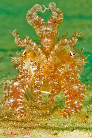 little cuttlefish trying to scare me away :-) by Dave Baxter 